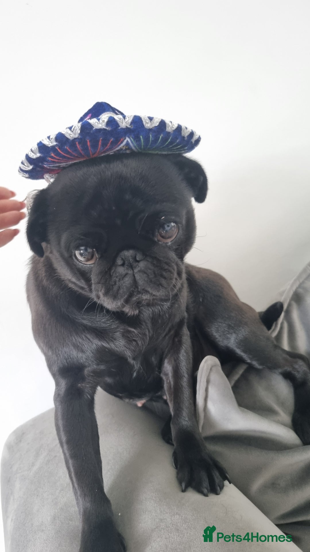 Pug dogs for sale: 3 year old female pug - Image 1