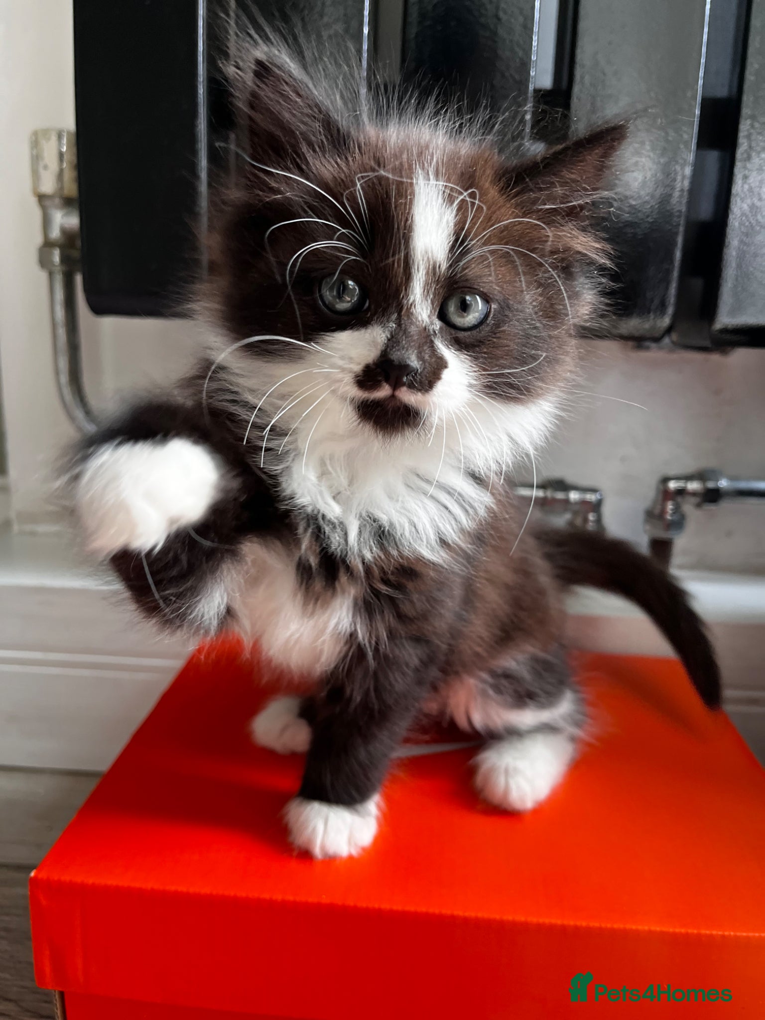 Turkish Angora cats Turkish Angora Playful Kittens - Advert 2