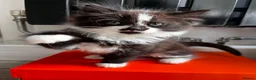 Turkish Angora cats for sale: Turkish Angora Playful Kittens - Advert 8