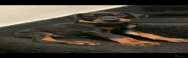 Dobermann 3