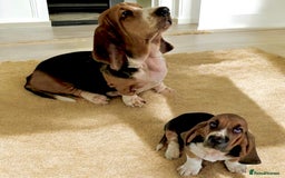 Basset Hound dogs for sale: 5 months old female basset hound - Image 8