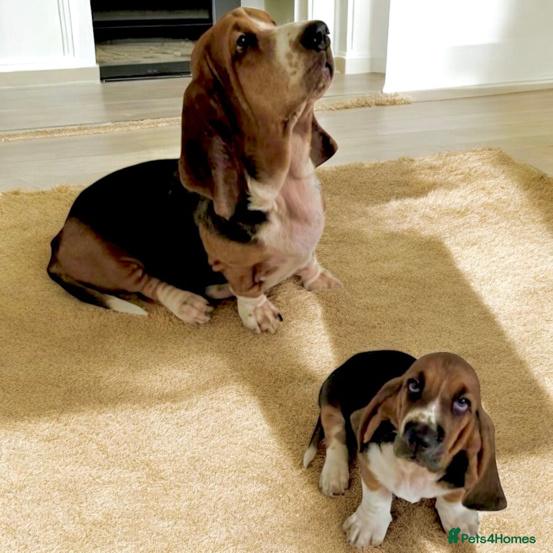 Basset Hound dogs for sale: 5 months old female basset hound - Image 8