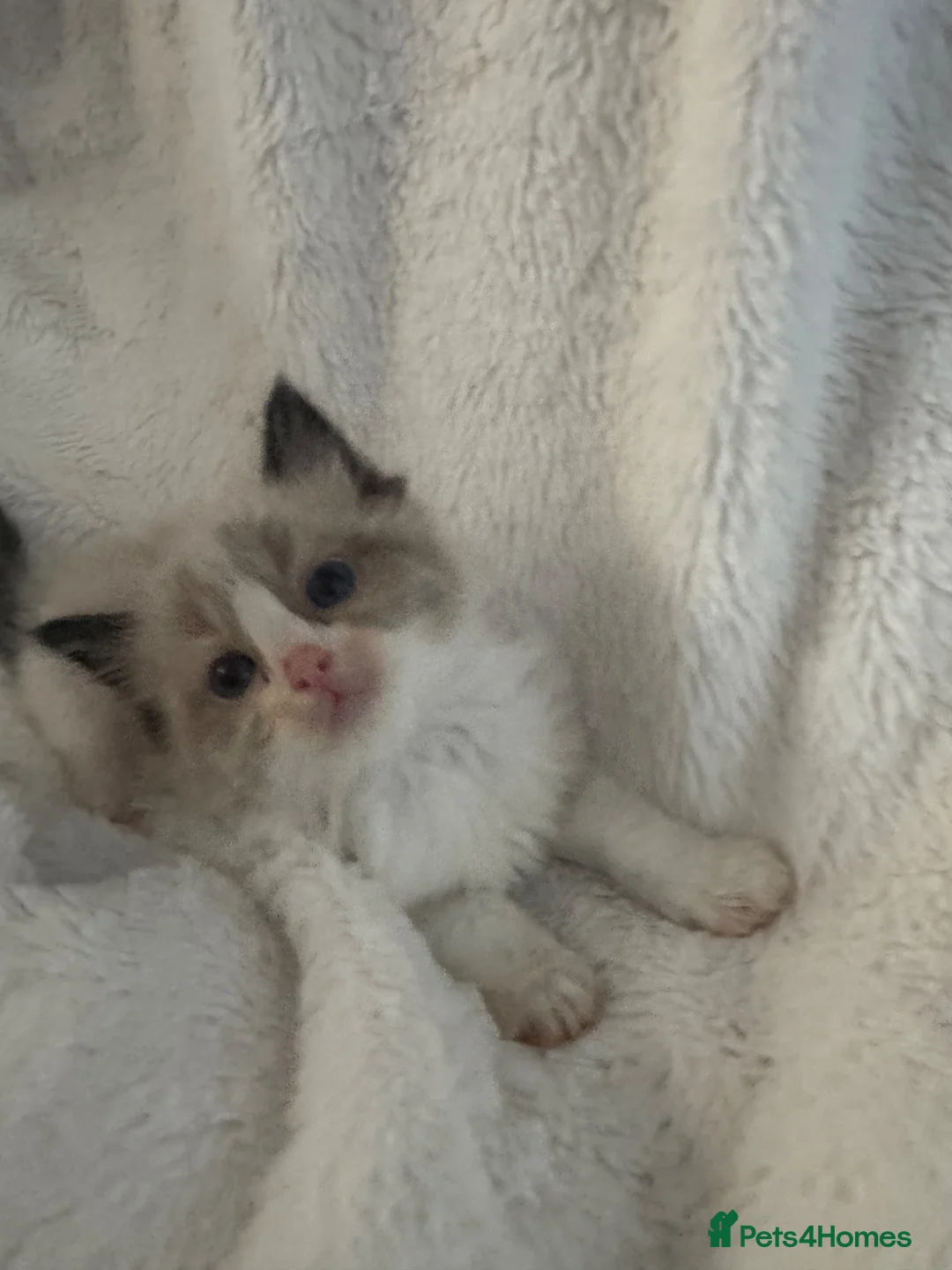 Ragdoll cats for sale: Pedigree ragdoll kittens - Advert 10