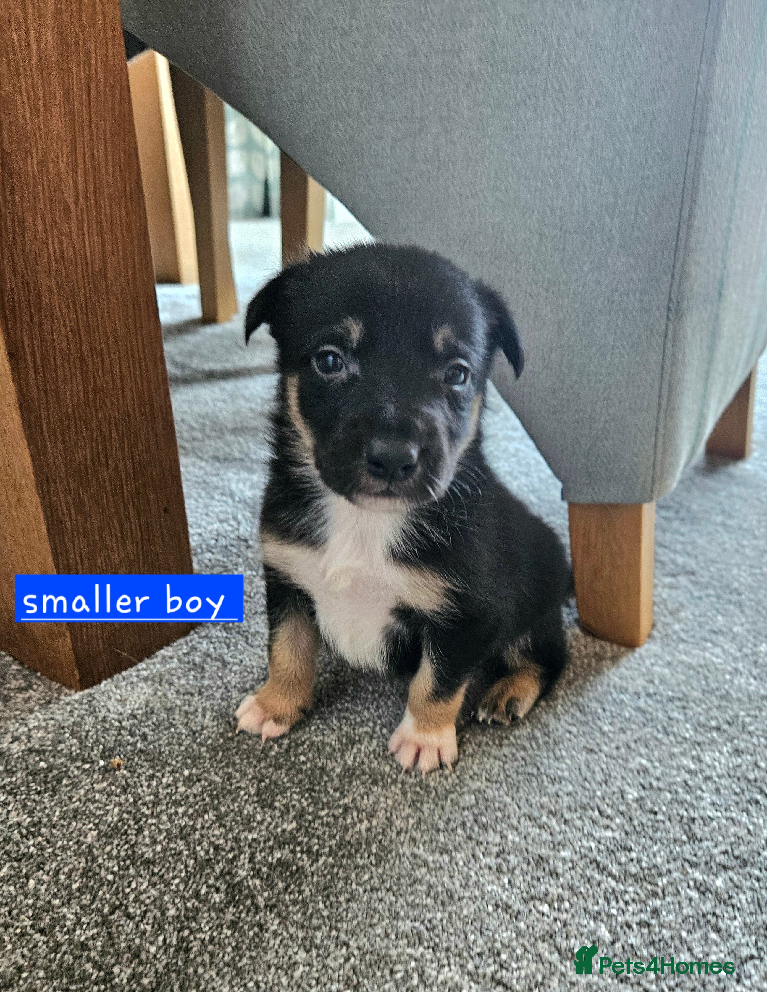 Border Collie dogs 🔥Unique tri border collie pups 🔥 - Advert 2