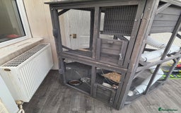 Ferret rodents for sale: 2x ferrets and full set up  - Image 7