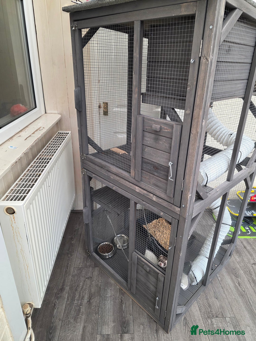 Ferret rodents for sale: 2x ferrets and full set up  - Image 7