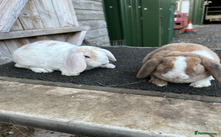Mini Lop rabbits - Advert 5