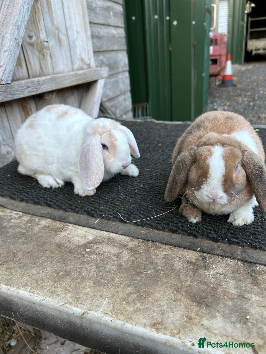 Mini Lop rabbits for sale: Mini plush lop female rabbits - Image 1