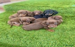 Miniature Dachshund dogs for sale: Miniature daschunds - Image 2