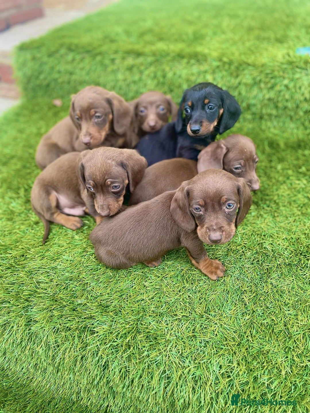 Miniature Dachshund dogs for sale: Miniature daschunds - Image 2