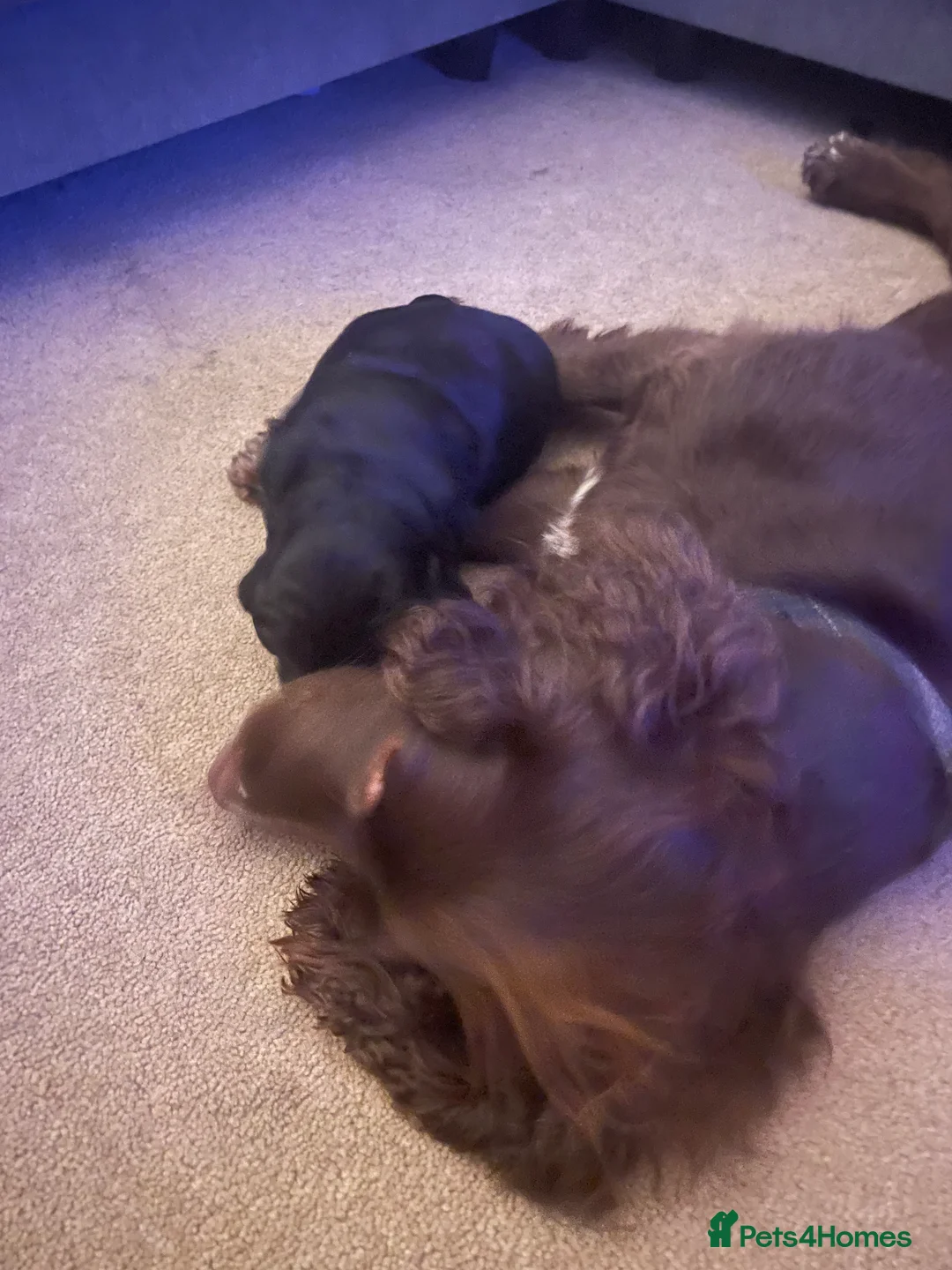 Cocker Spaniel dogs for sale: Working cocker spaniel  - Advert 2
