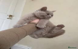 British Shorthair cats for sale: GCCF Active Championship line Blue & Lilac Kittens - Image 4