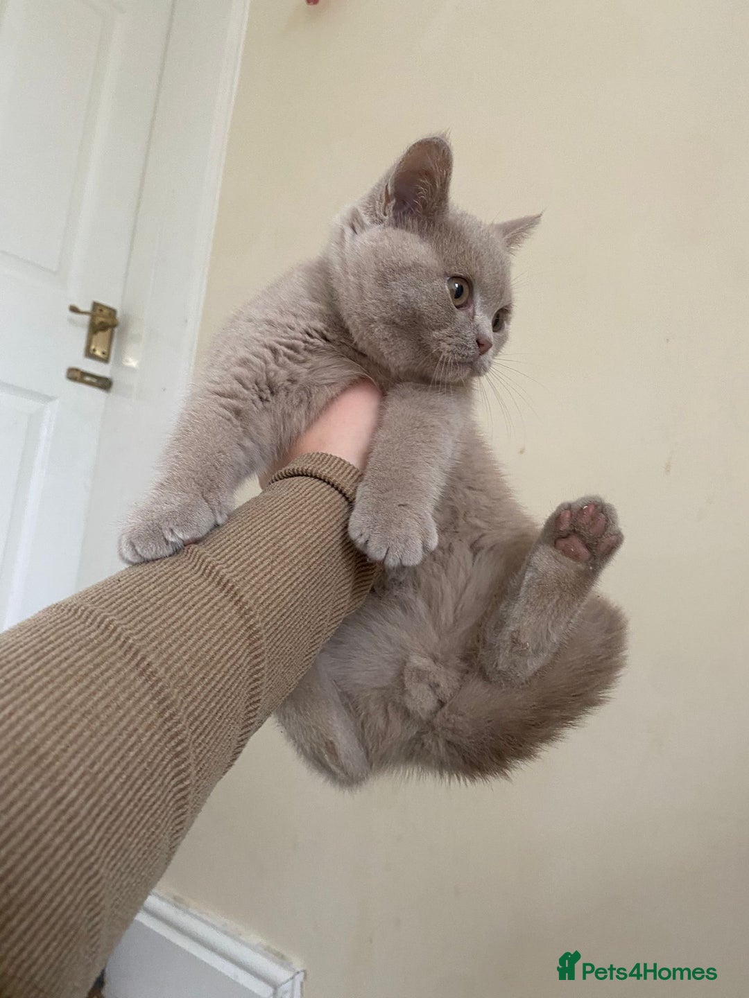British Shorthair cats for sale: GCCF Active Championship line Blue & Lilac Kittens - Image 4