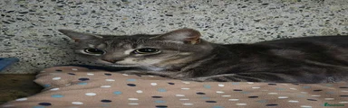 British Shorthair 1