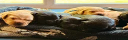 Labrador Retriever dogs for sale: Labrador Retriever, Red Fox, Black KC Registered - Advert 15