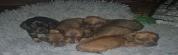 Dachshund dogs for sale: 2 Adorable Clever Little Boys. in Edinburgh - Advert 14