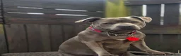 Staffordshire Bull Terrier dogs for sale: Staffy pups blue in Liskeard - Advert 2