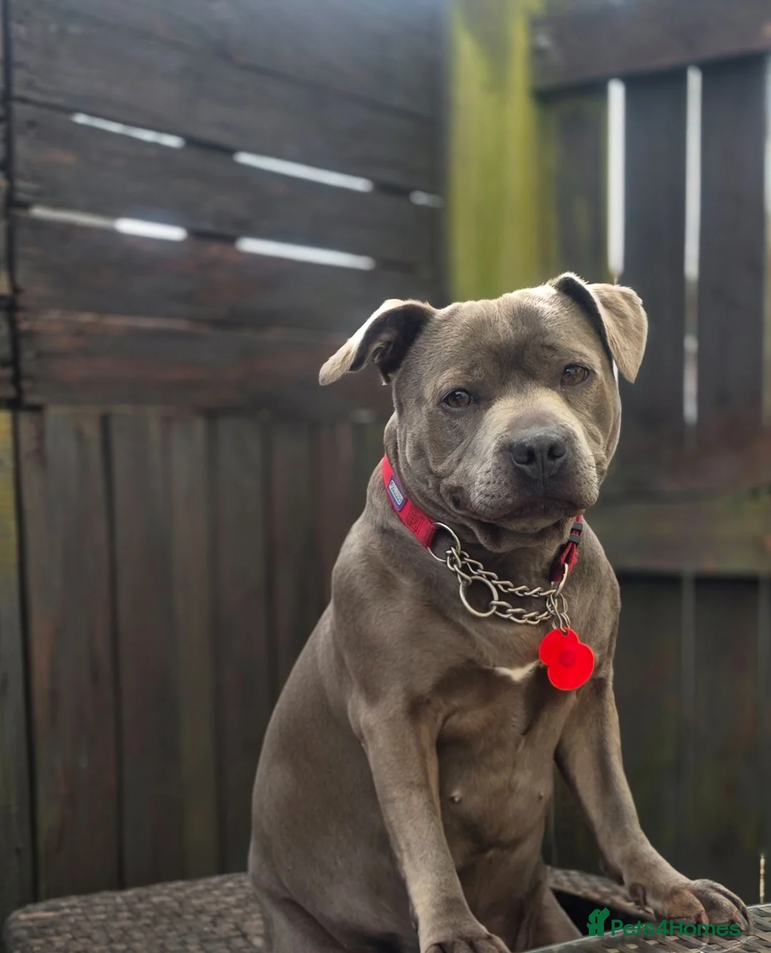 Staffordshire Bull Terrier dogs for sale: Staffy pups blue in Liskeard - Advert 2