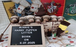 Miniature Dachshund dogs for sale: KC Reg short haired miniature dachshunds - Image 23