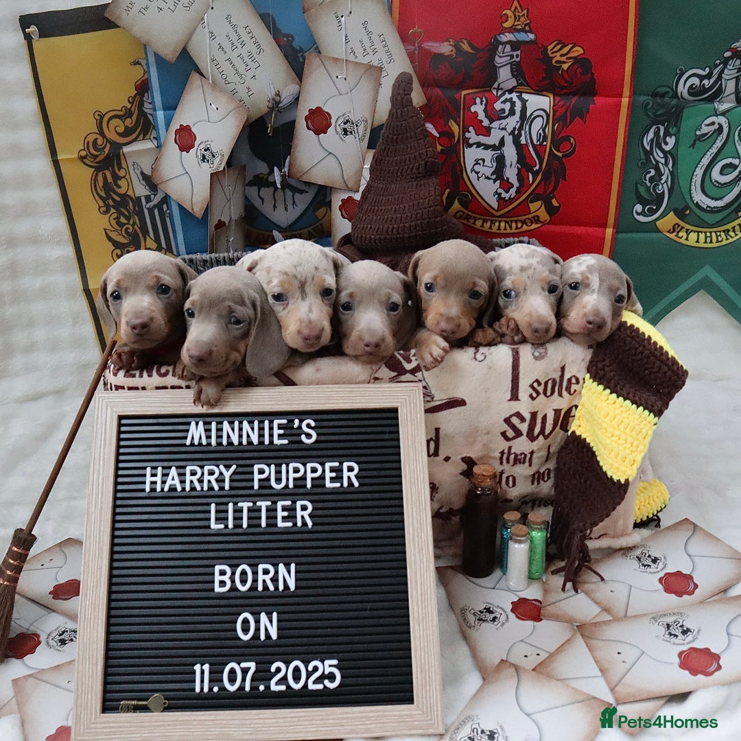 Miniature Dachshund dogs for sale: KC Reg short haired miniature dachshunds - Image 23