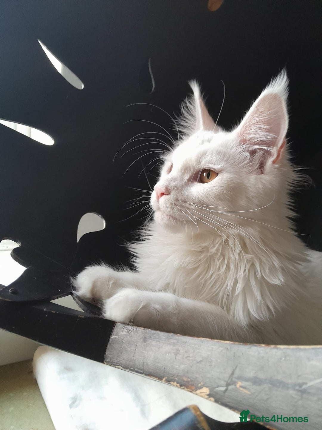 Maine Coon cats for sale: Solid white MaineCoon girl TICA - Advert 9
