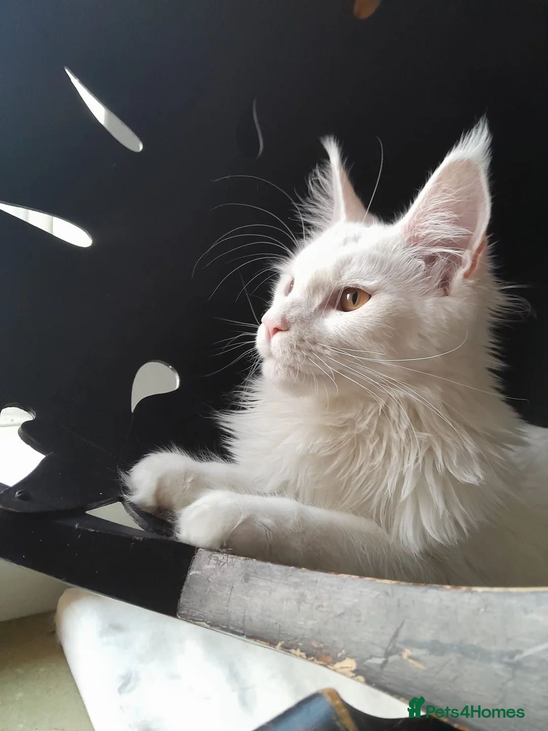 Maine Coon cats for sale: Solid white MaineCoon girl TICA - Advert 9