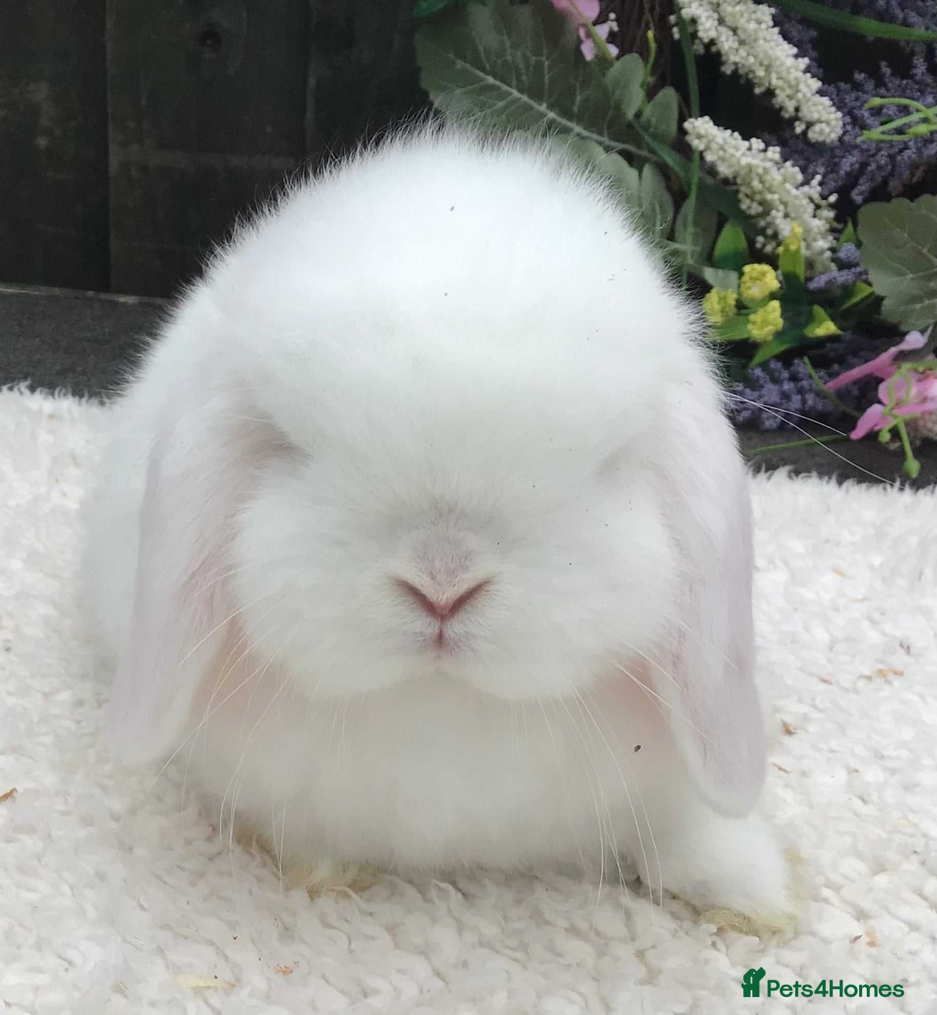 Mini Lop rabbits Mini lop buck - Advert 1