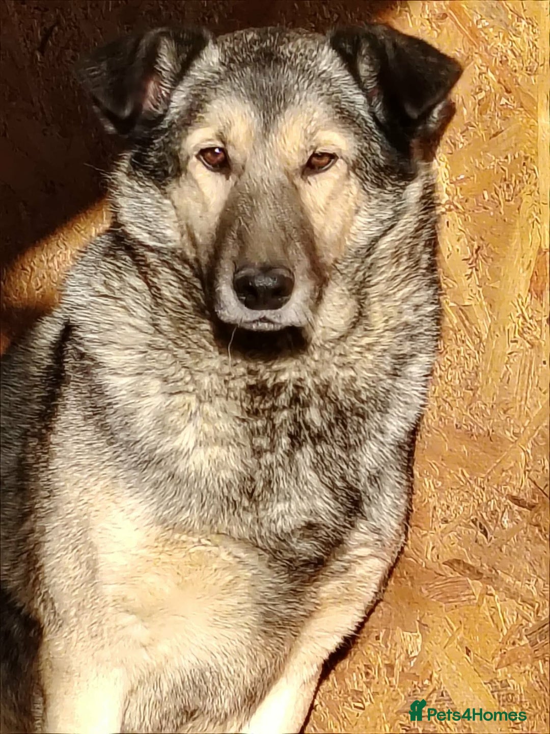 Mixed Breed dogs for adoption: Orville 💙 - Advert 5