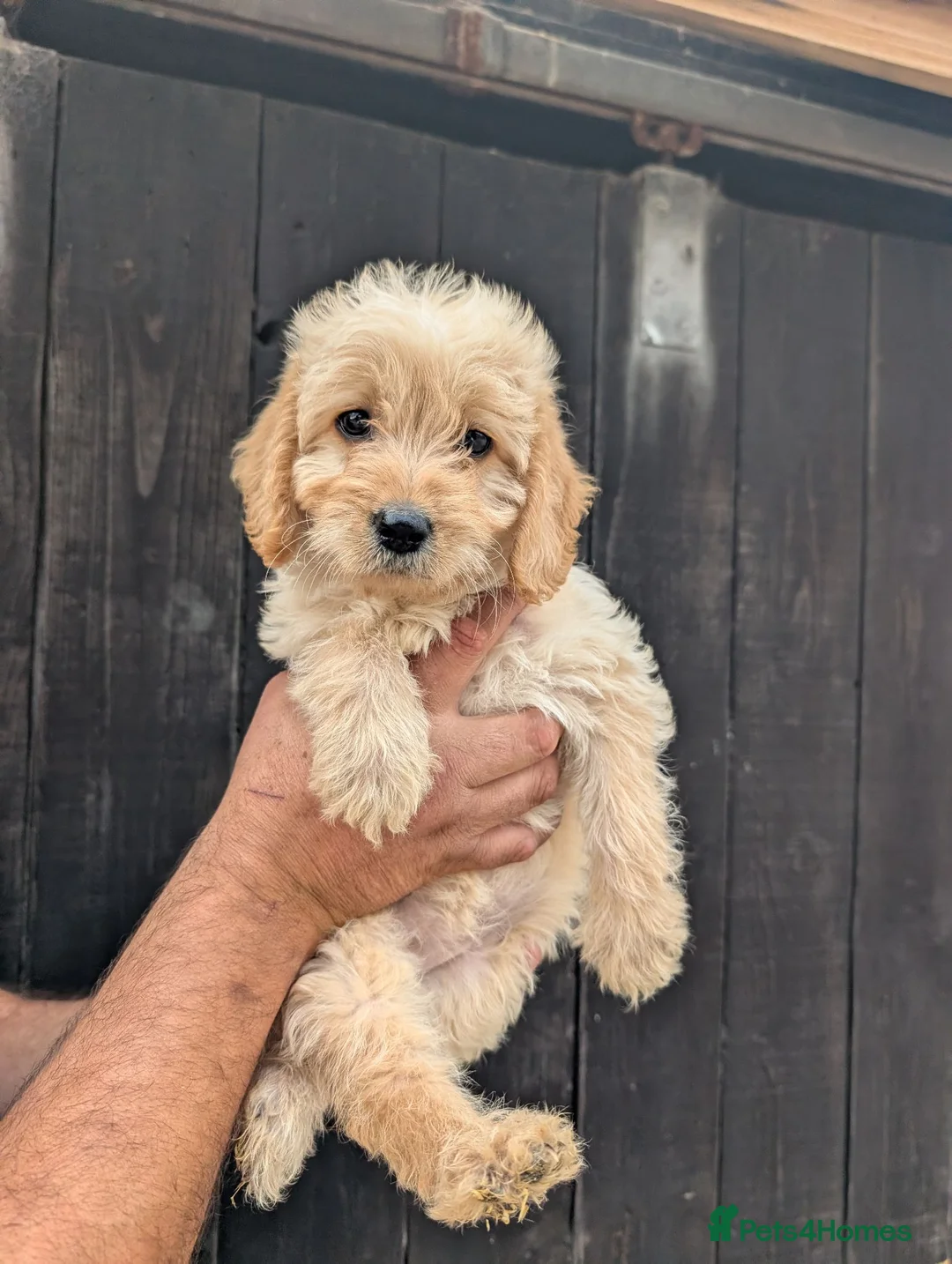 Labradoodle dogs for sale: Labradoodle puppies  - Advert 6