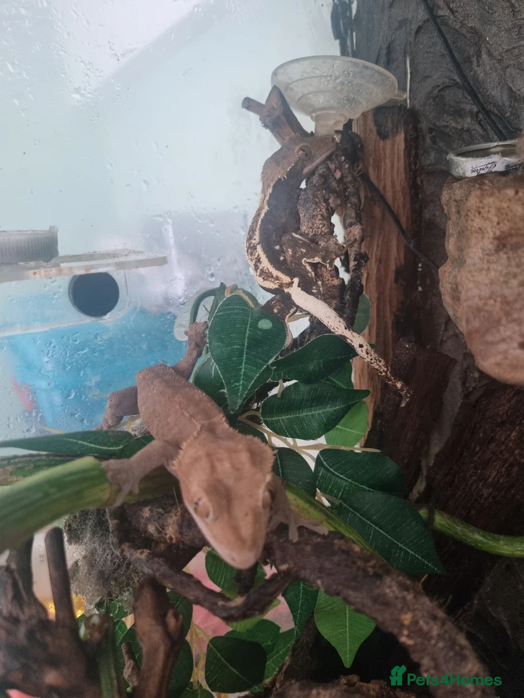 Gecko reptiles for sale: Crested geckos  in Ashford - Advert 2