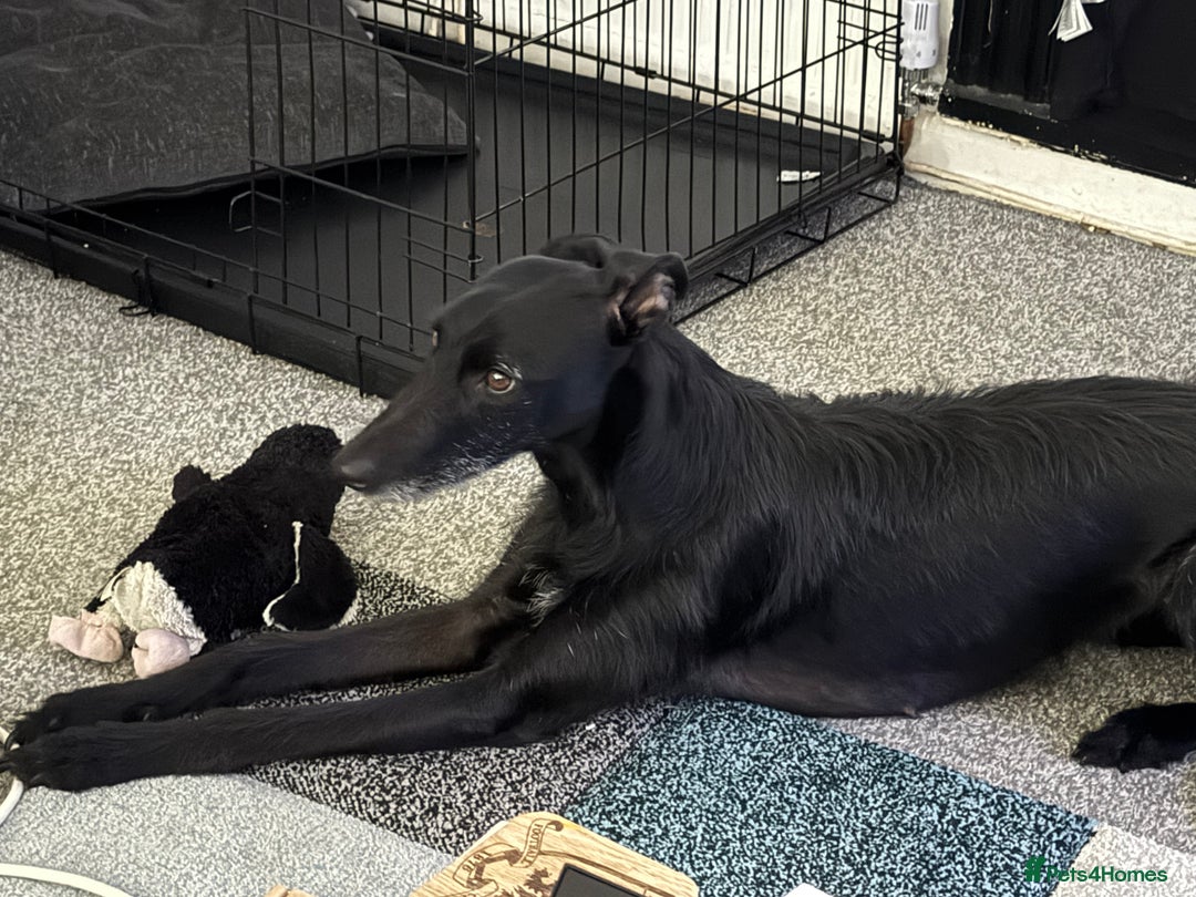 Lurcher dogs for sale: Four-year-old lurcher for sale - Image 2