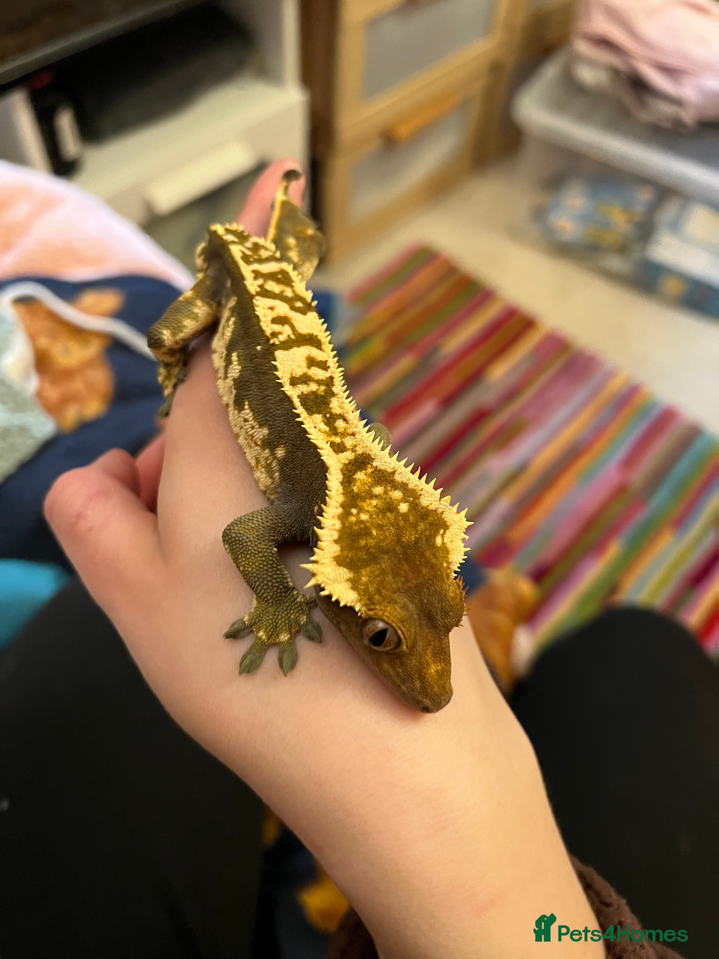 Gecko reptiles Crested Gecko- loving home wanted  in Norwich - Advert 1