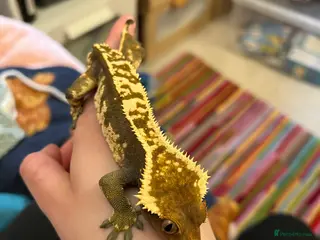 Gecko reptiles Crested Gecko- loving home wanted in Norwich - Advert 4