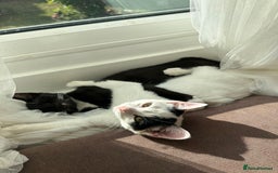 Mixed Breed cats for sale: Two kittens for sale boy and girl - Image 2