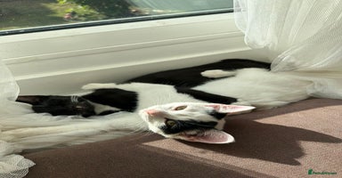 Mixed Breed cats - Advert 6