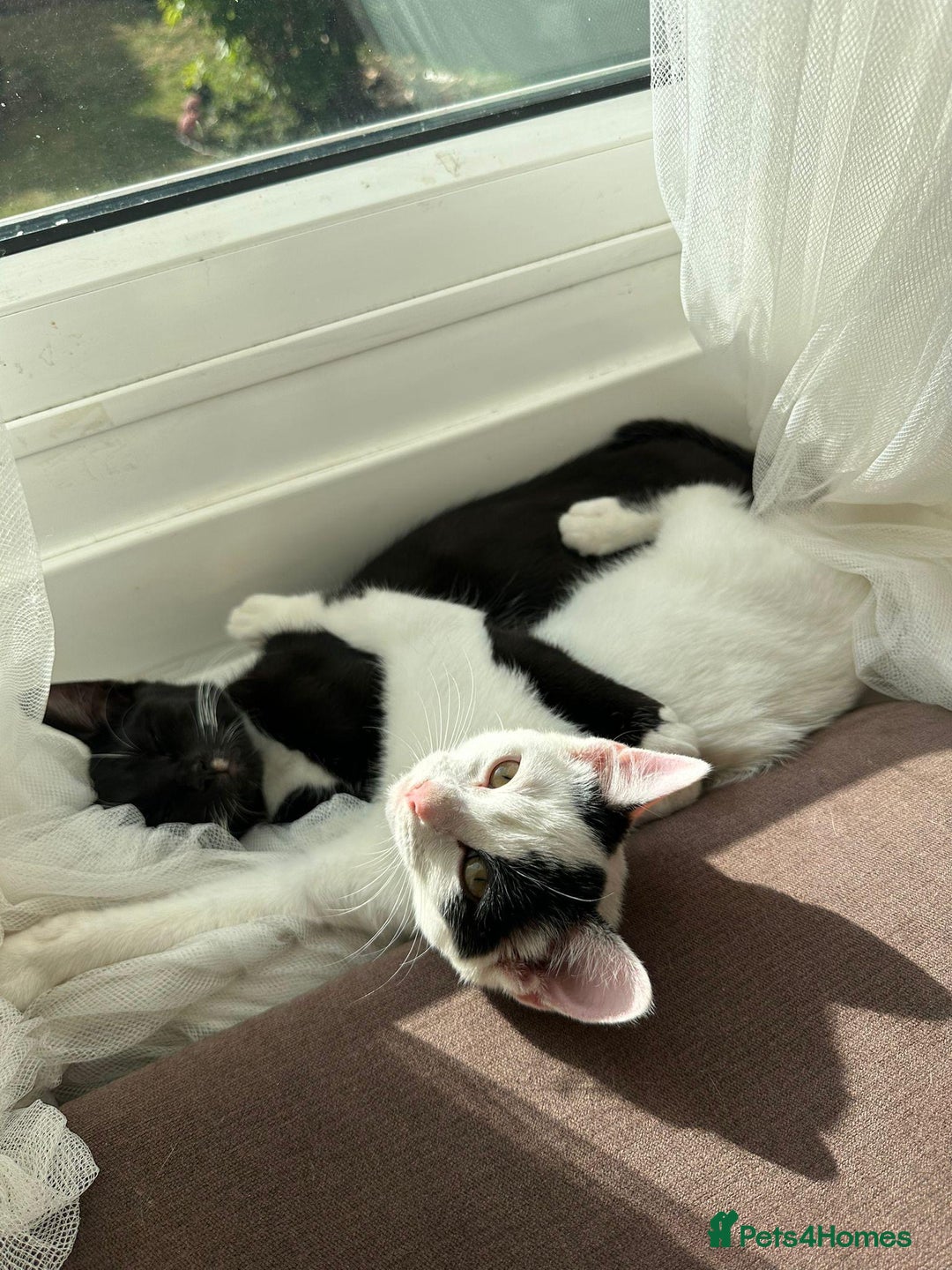 Mixed Breed cats for sale: Two kittens for sale boy and girl - Image 2