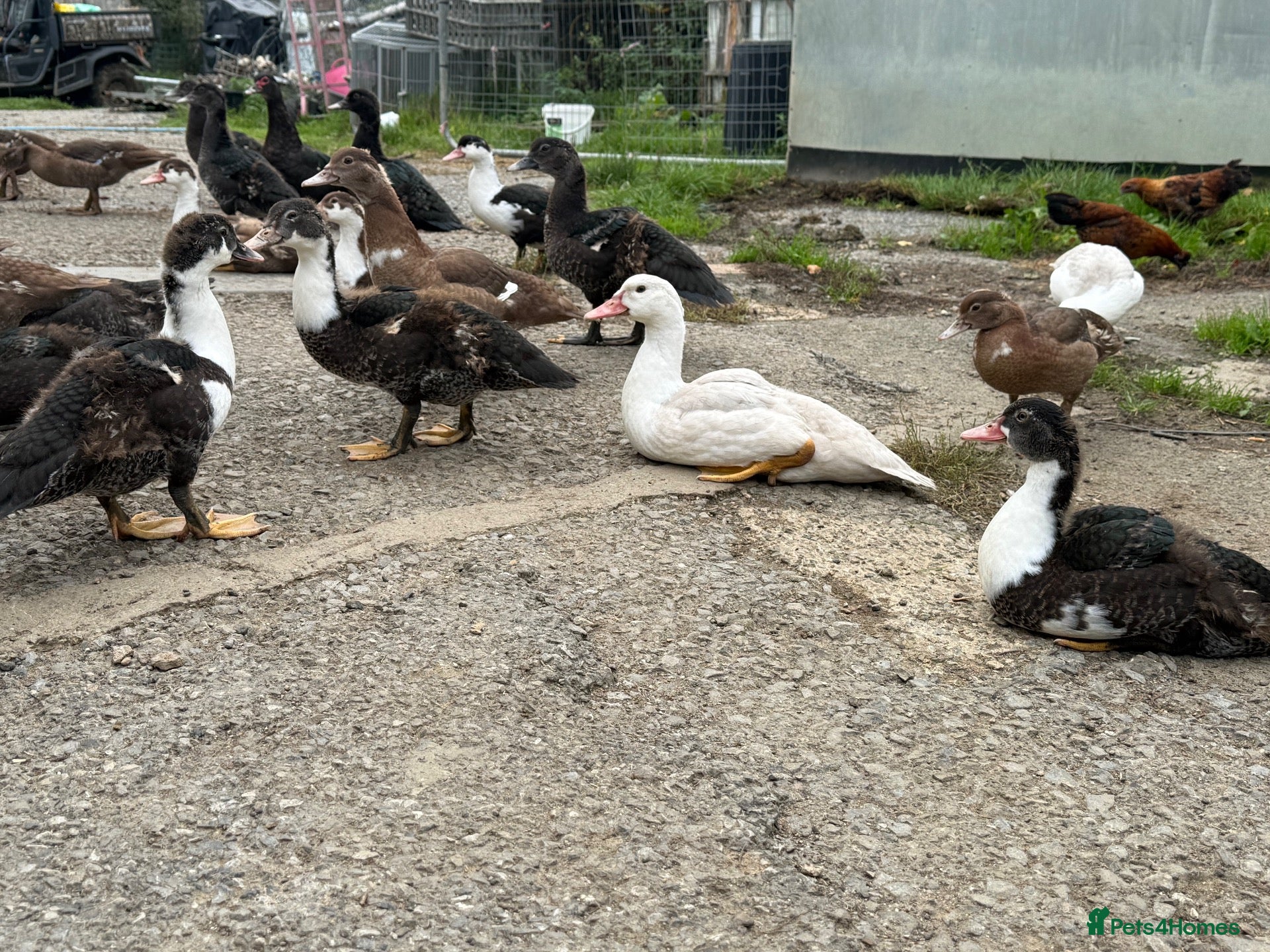 Ducks poultry Muscovy ducks  - Advert 1