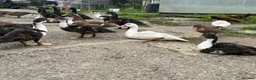 Ducks poultry for sale: Muscovy ducks  - Advert 1
