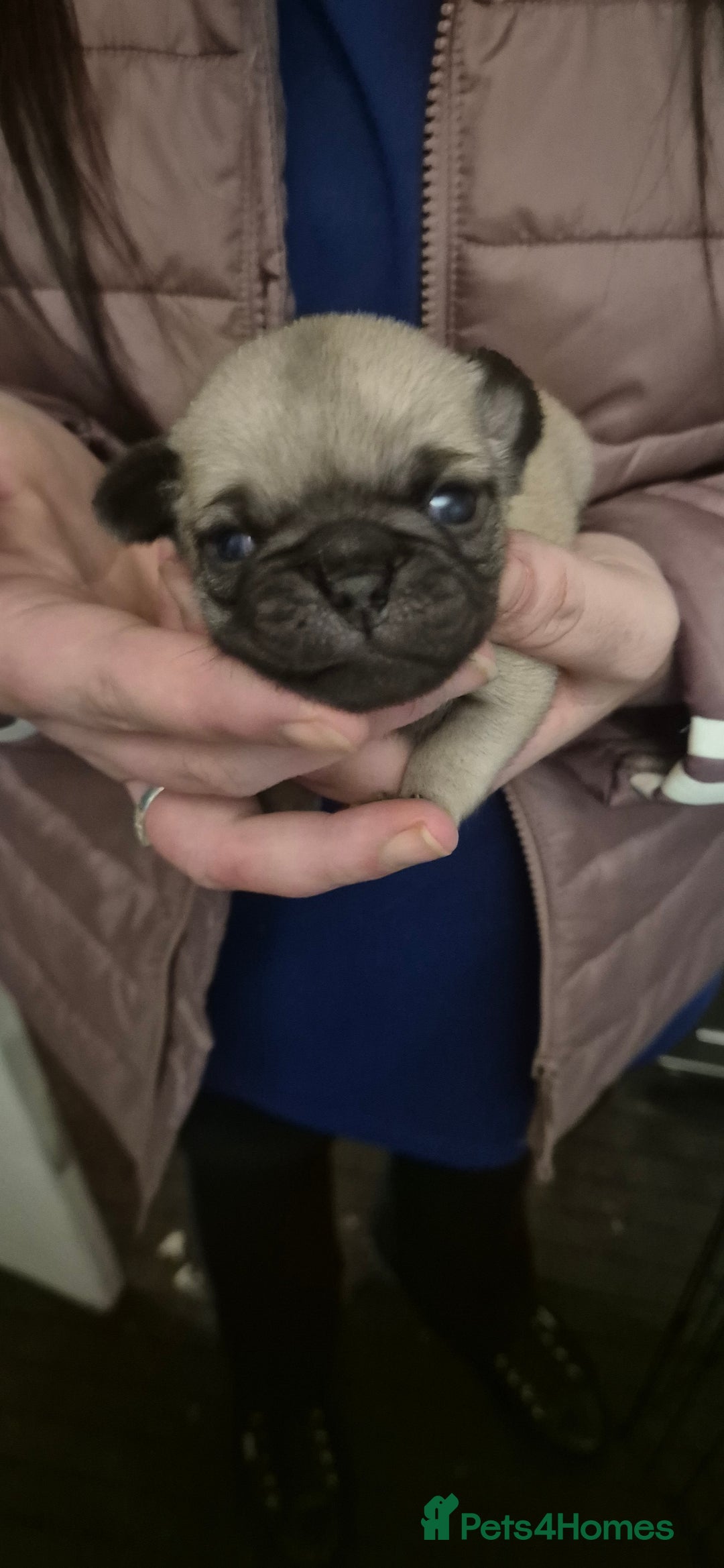 Pug dogs for sale: 4 beautiful pugs  - Image 13