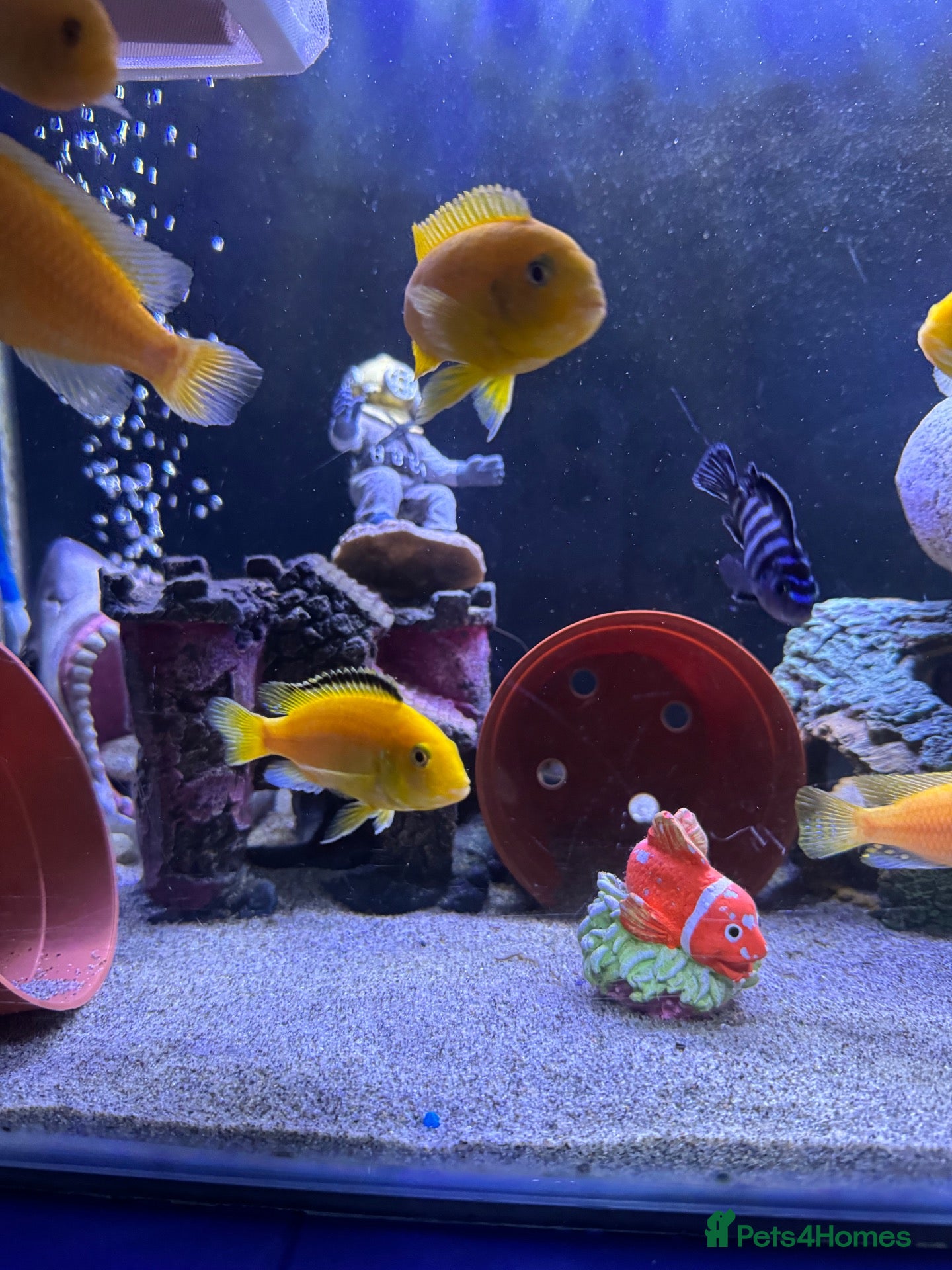 Cichlids fish for sale: African Cichlids & Tropical Fish - Bulk  - Advert 1