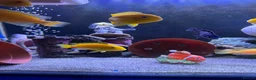 Cichlids fish for sale: African Cichlids & Tropical Fish - Bulk  - Advert 1