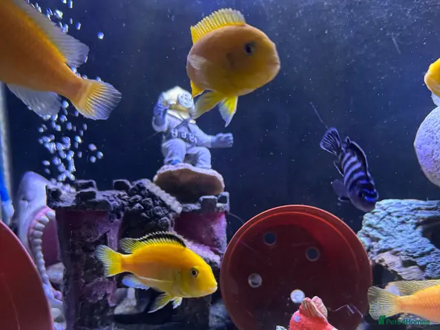 Cichlids fish for sale: African Cichlids & Tropical Fish - Bulk - Advert 1