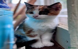 Mixed Breed cats for sale: Beautiful Calico Kitten - Image 3