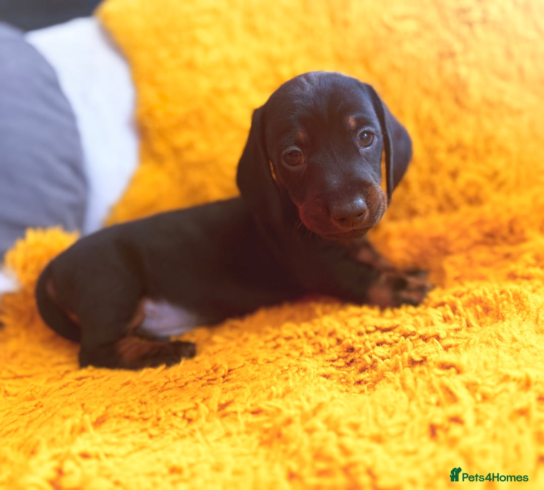 Dachshund dogs for sale: dachshund puppies  - Image 7