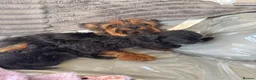 Yorkiepoo dogs for sale: Asian tiny toy poodle puppy’s  - Advert 20