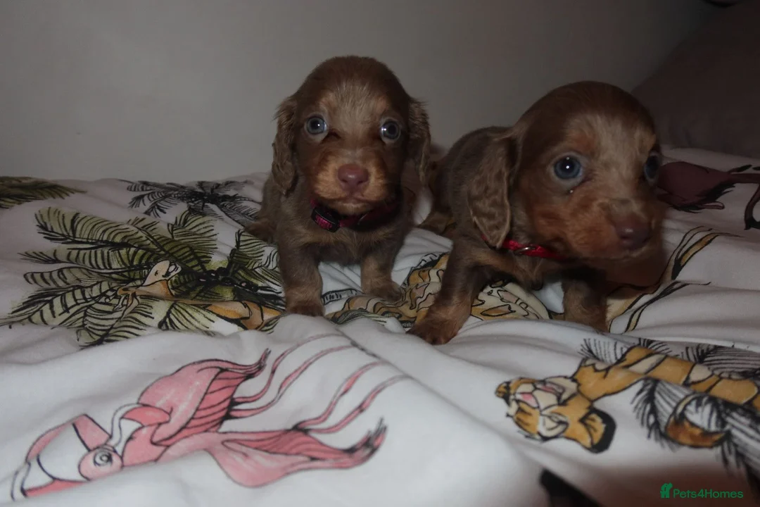 Miniature Dachshund dogs for sale: Last 2 blue&tan girls kc longhair mini dachshunds - Advert 6