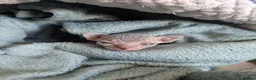 Sphynx cats for sale: For sale two adorable sphynx kittens,  - Advert 8