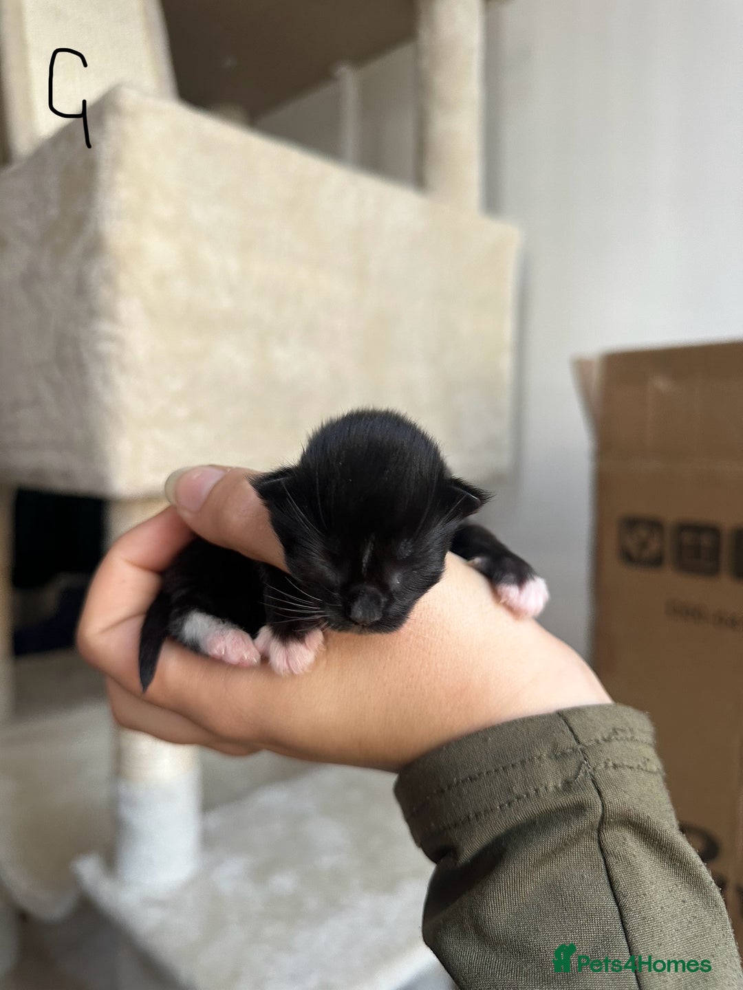 Domestic Shorthair cats for sale: 5 Little babies  - Image 6