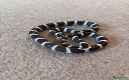 King Snake reptiles for sale: California King Snake - Image 7