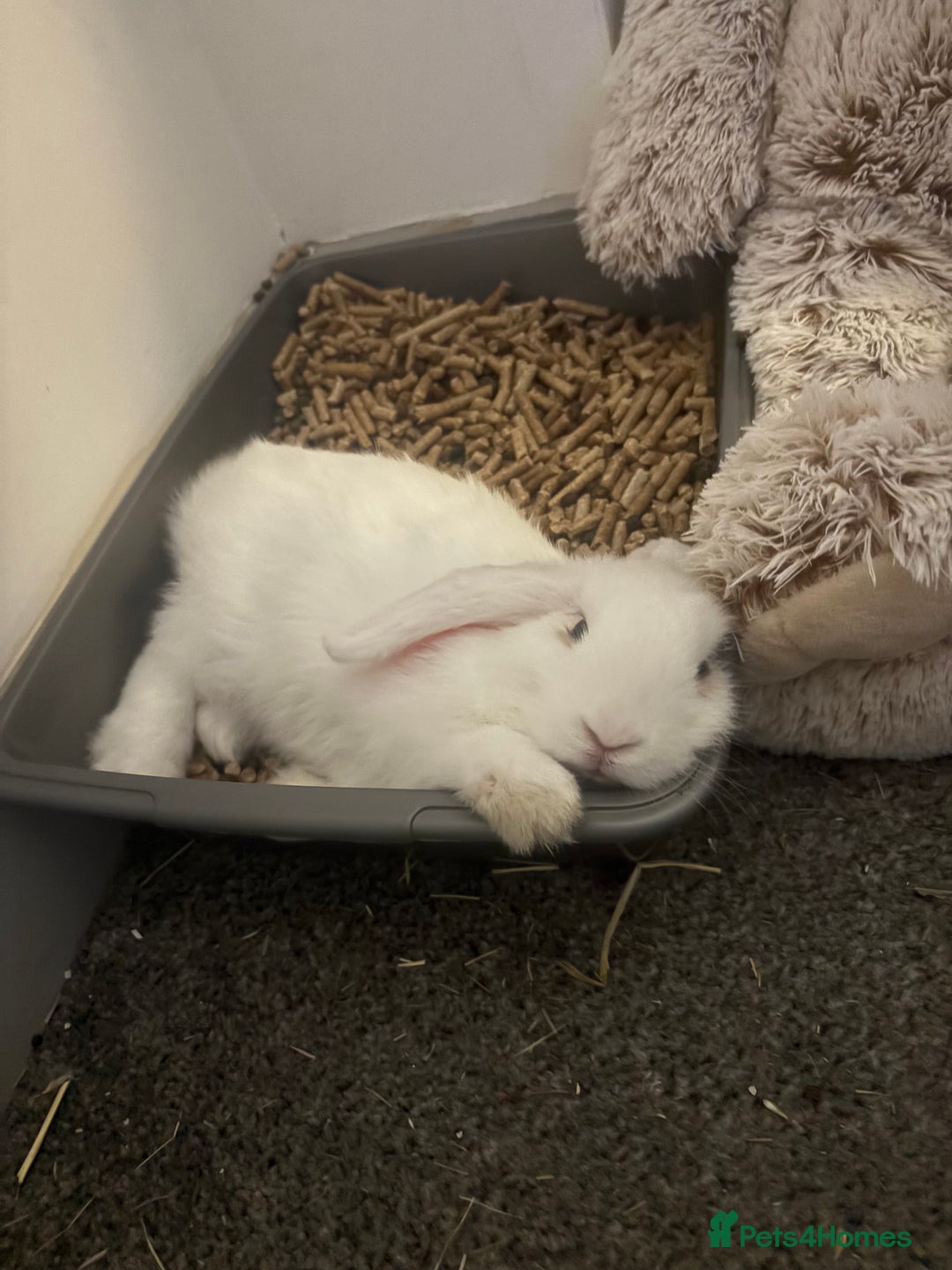 Dwarf Lop rabbits for sale: White Dwarf Llop - Image 12